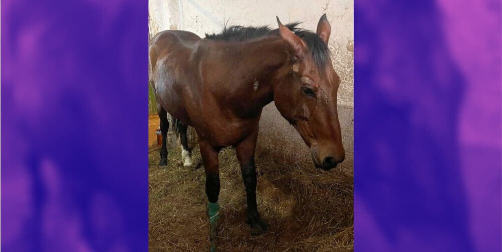 Cómo ayudar a los animales en Ucrania