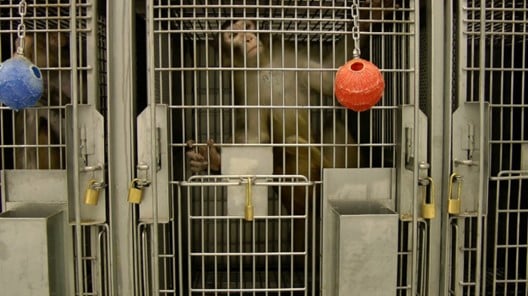 Se presenta un proyecto de ley del estado de Washington para exigir transparencia en el problemático centro de primates de la Universidad de Washington