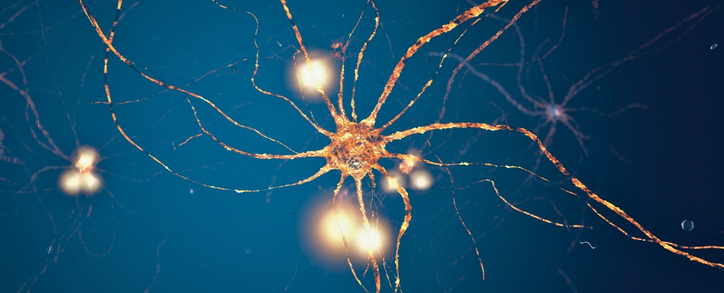 Las neuronas del cerebro parecen seguir un patrón matemático distinto: ScienceAlert