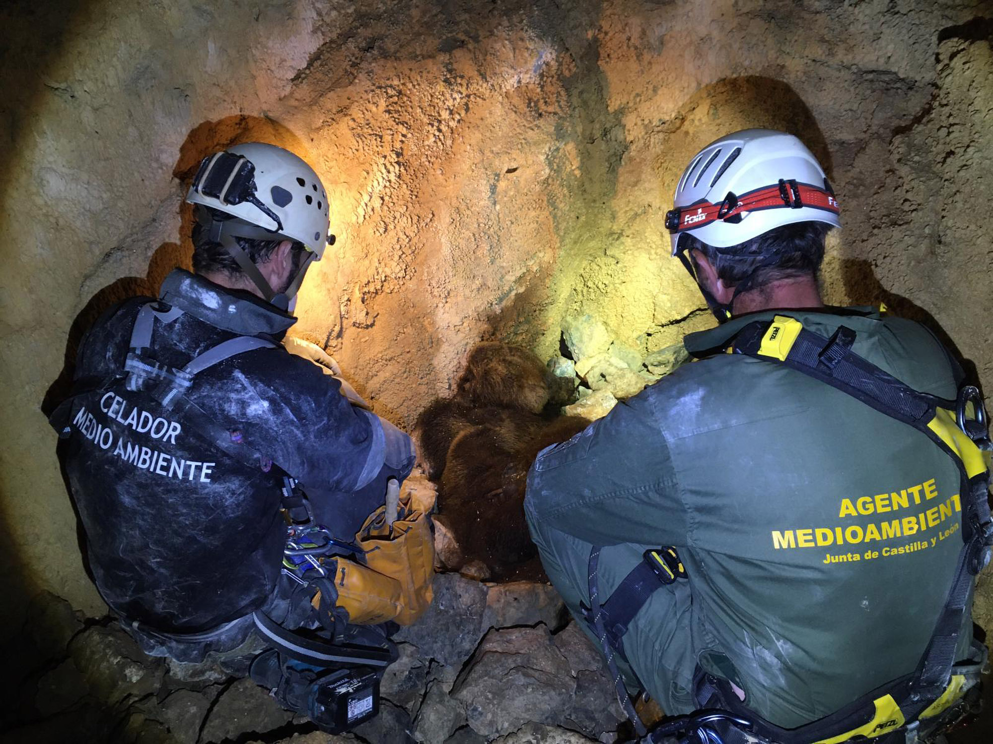 Equipo de emergencia recupera osos muertos y cachorros de una cueva ⋆ Metropolitano de Madrid