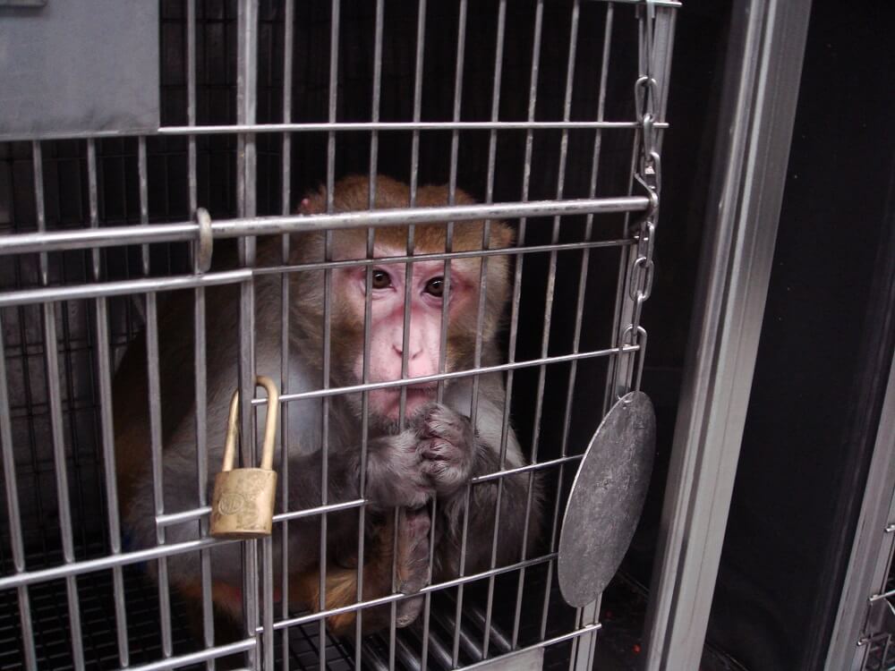 Usted paga por esto: la fea realidad de los experimentos en el Centro de Primates de Oregón
