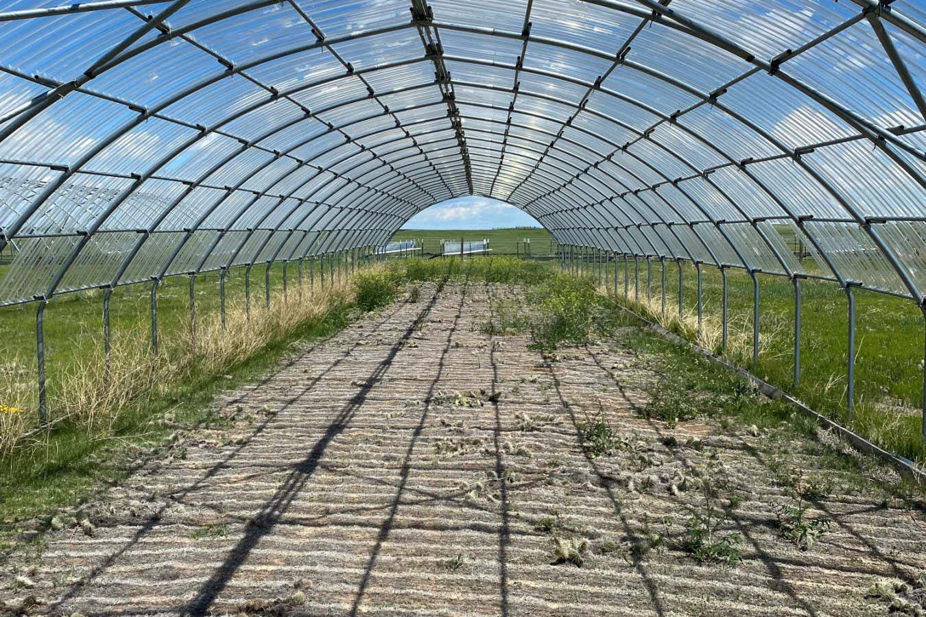 Las sequías extremas son peores para las plantas de lo que pensábamos