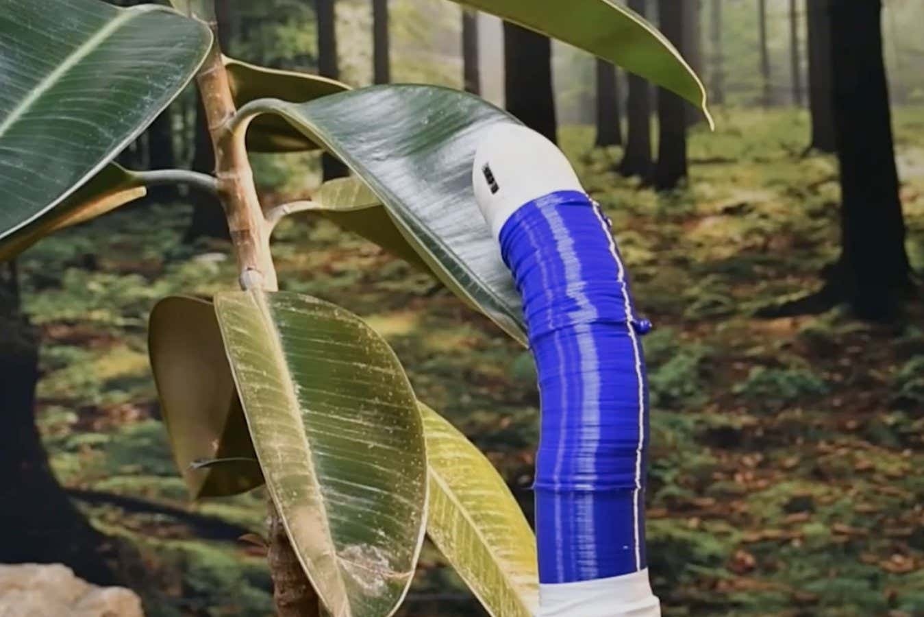 Mira cómo un robot inspirado en una planta crece hacia la luz como una enredadera