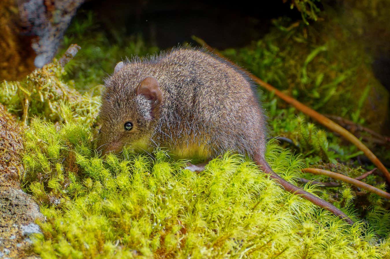 Pequeños marsupiales sacrifican el sueño por el sexo durante la temporada de reproducción