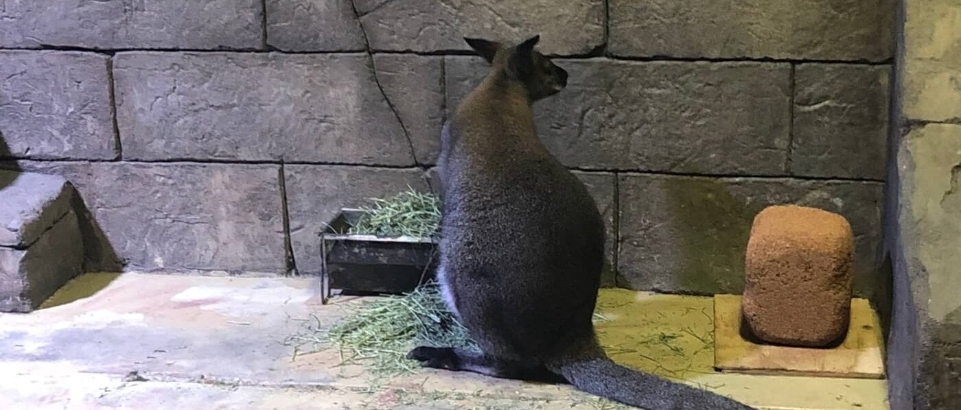 VICTORIA: SeaQuest Littleton está cerrando