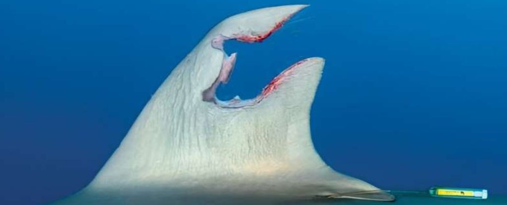 La aleta rota de un tiburón vista regenerada un año después en una increíble primera vez: ScienceAlert