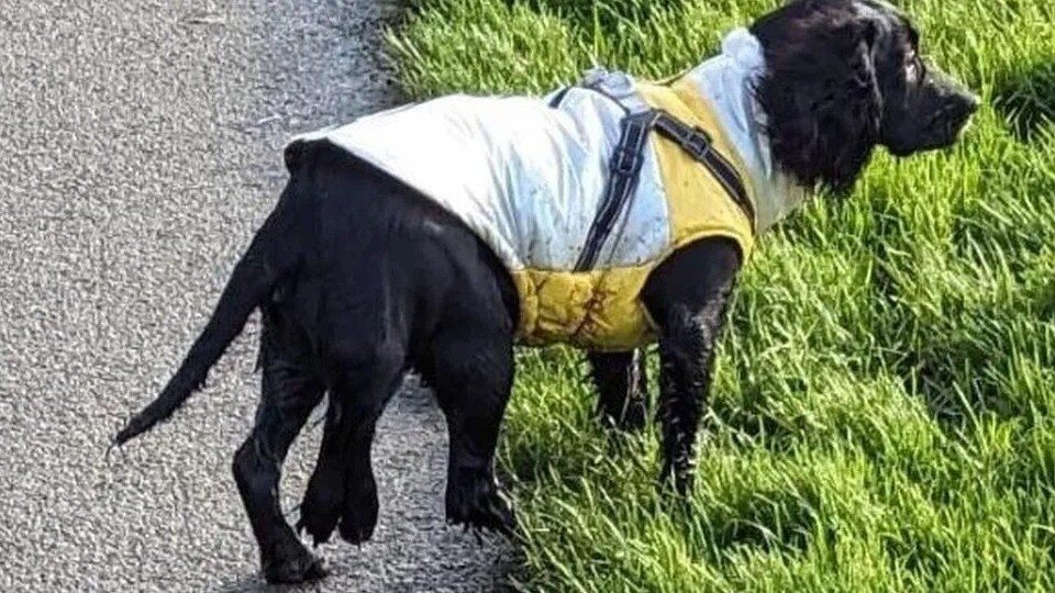 Perro de 6 patas abandonado en un aparcamiento « Euro Weekly News