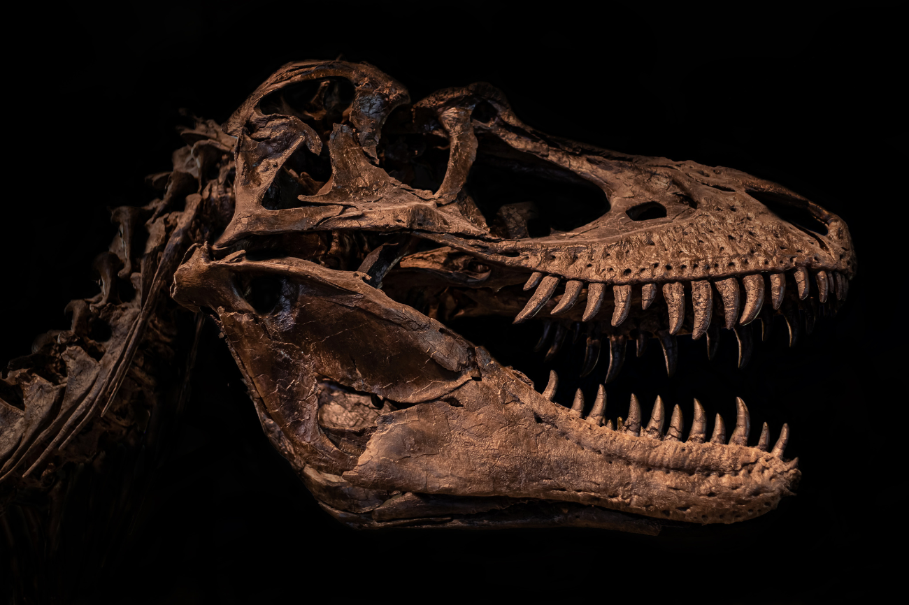 El Megalosaurio: ¿Cuándo se descubrió el primer dinosaurio?