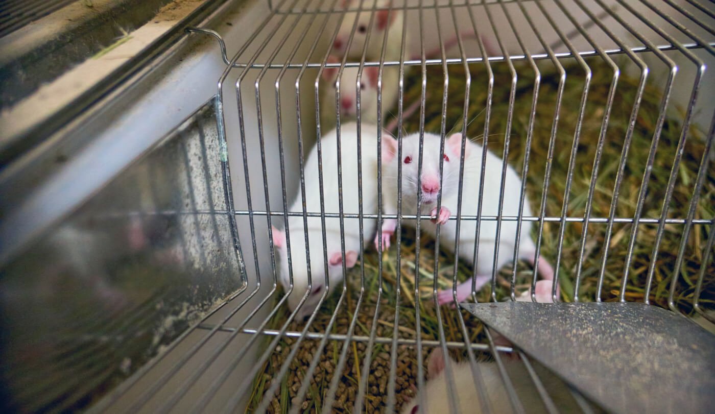 El dinero de los impuestos estadounidenses financia pruebas crueles, mortales y fraudulentas con animales extranjeros