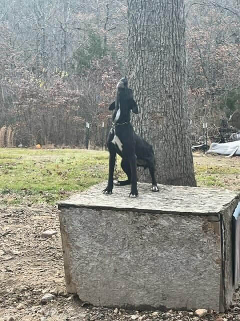 Cuatro perros encadenados en el condado de Miller, Missouri, se enfrentan a temperaturas letales bajo cero. ¿Los ayudarás?