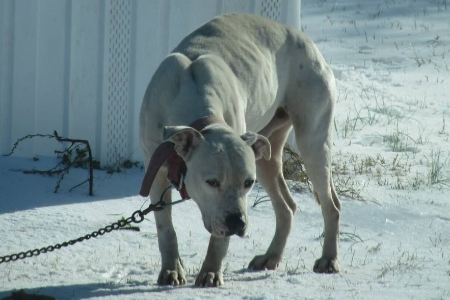 Enero es el mes de ‘Desencadenar un perro’: aquí le mostramos cómo ayudar a los perros de su comunidad
