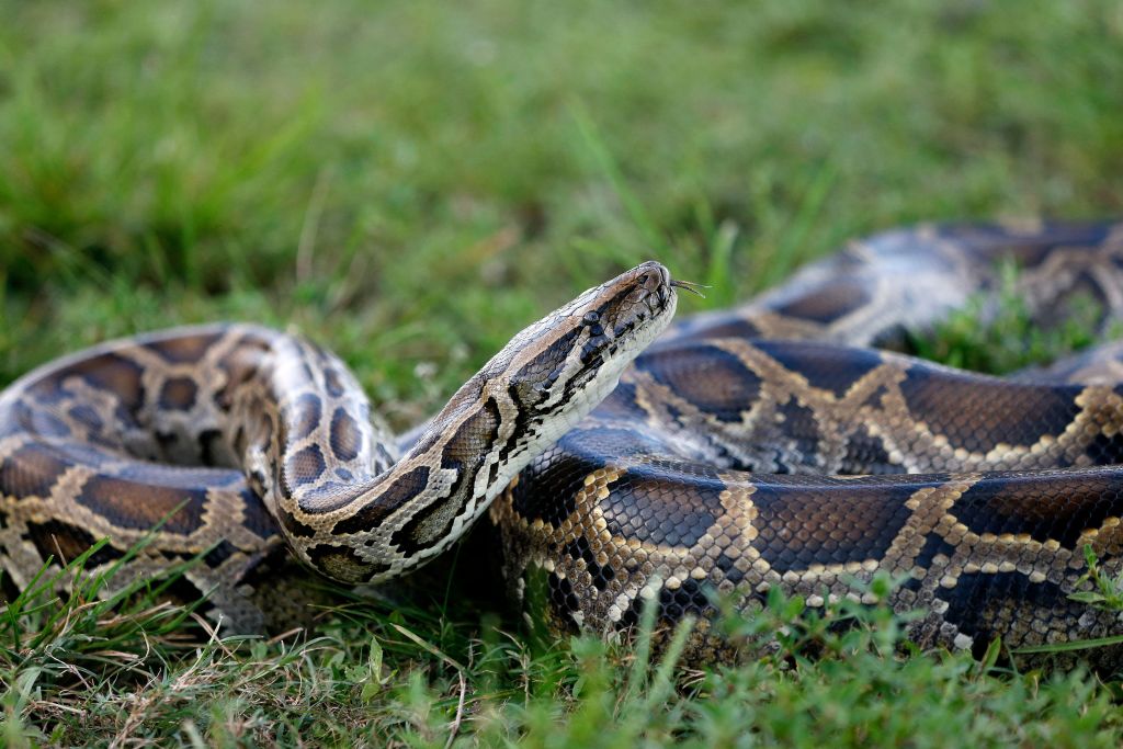 5 especies invasoras en EE. UU. que devastaron el ecosistema