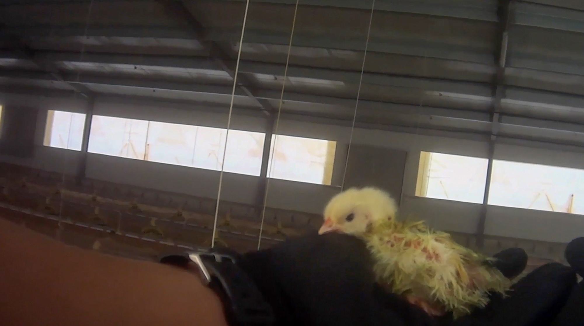 Los supermercados Lidl bajo fuego por las impactantes imágenes de la granja avícola del proveedor ⋆ Metropolitano de Madrid