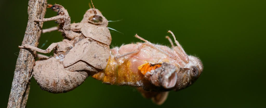 Dos crías de cigarras emergen juntas por primera vez en 221 años: ScienceAlert