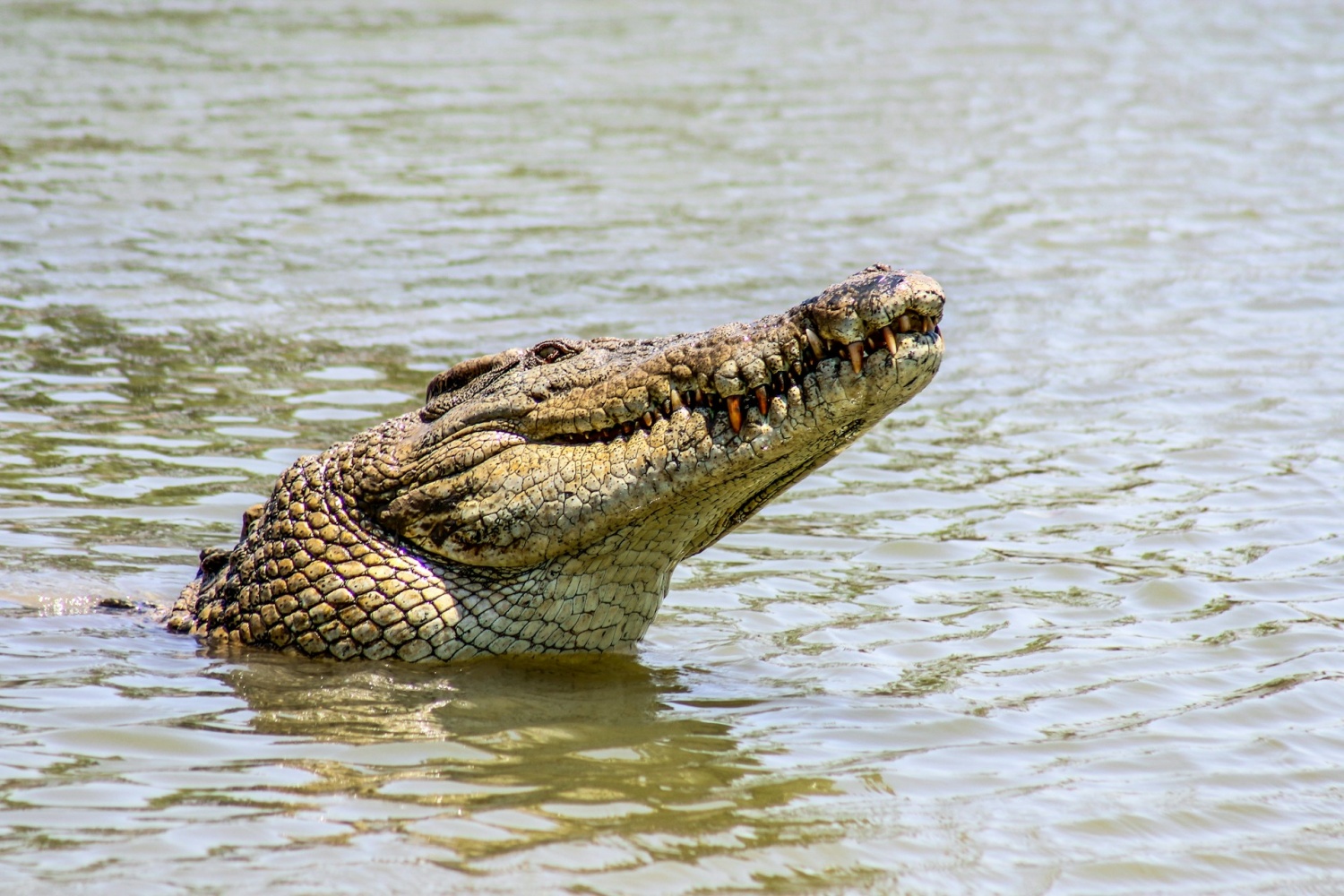 Los cocodrilos y la fuerza fronteriza australiana se unen para disuadir a los pescadores internacionales ilegales y al menos dos indonesios asesinados por los reptiles