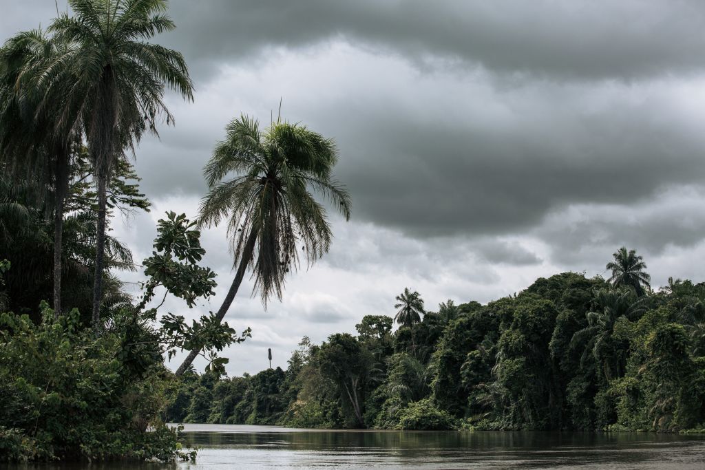 La selva atlántica enfrenta una pérdida masiva de especies de árboles endémicos (un 80%)