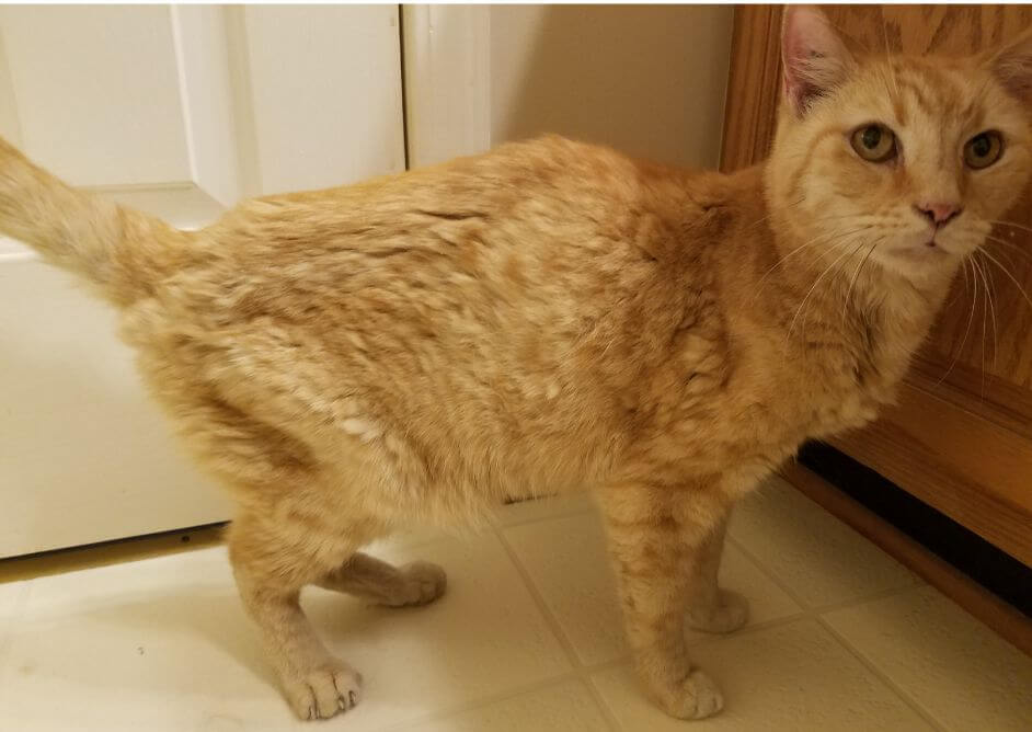 Ayude a los perros y gatos encarcelados por sangre: comuníquese con su veterinario hoy