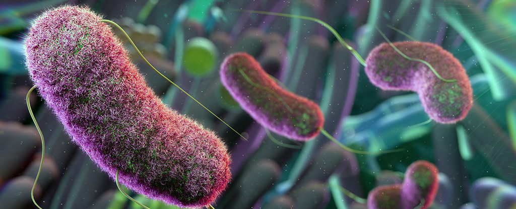 Los microbios pueden ser el secreto detrás de la protección de la dieta cetogénica contra las crisis epilépticas: ScienceAlert