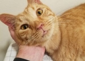 Video: Casi 900 perros y gatos fueron sangrados y enjaulados de por vida en un banco de sangre vinculado a los centros de atención PetVet