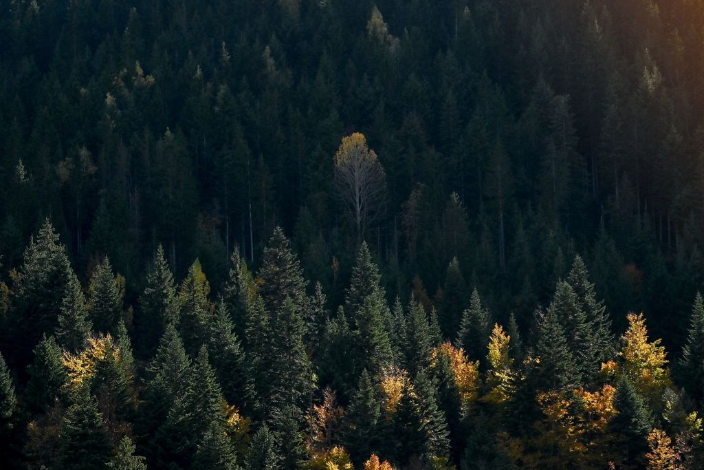 Los bosques estadounidenses enfrentan una disminución de la productividad y el secuestro de carbono debido al cambio climático