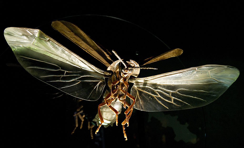 Los escarabajos bioluminiscentes de Brasil han disminuido en unos 30 años debido a los pesticidas y los rayos artificiales, según un informe