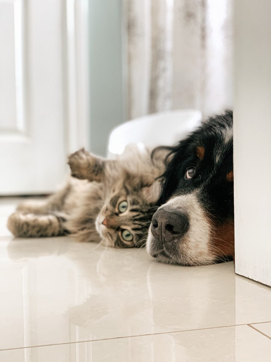 ¿Se puede entrenar a mi perro para que no persiga gatos?