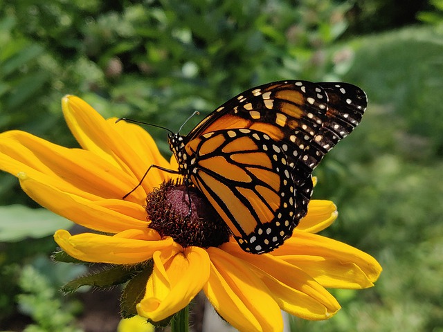 Clases de paisajismo en el zoológico y jardín botánico de Cincinnati ya a la venta