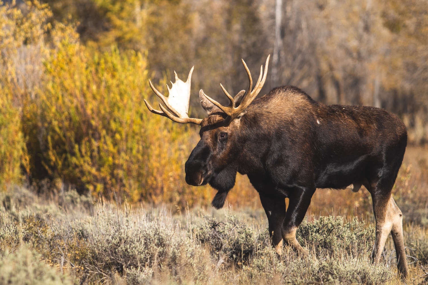 ¿Coches para lamer alces?  Canadá advierte a los conductores que eviten que los animales que buscan sal prueben los vehículos y las carreteras saladas