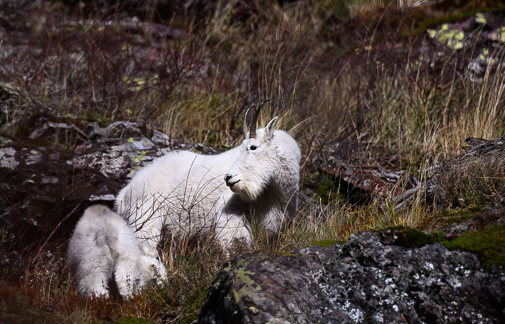 Las cabras montesas están más expuestas a los depredadores ya que practican hábitos nocturnos debido al calor