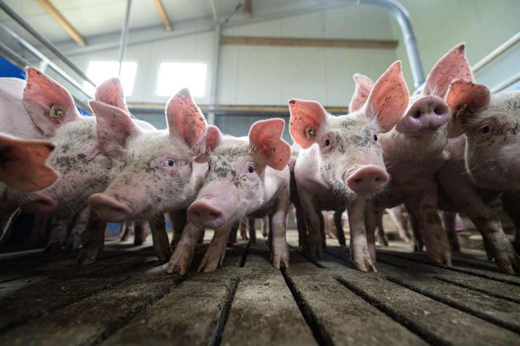 Los genes porcinos revelan nuevos conocimientos sobre la salud humana y la agricultura