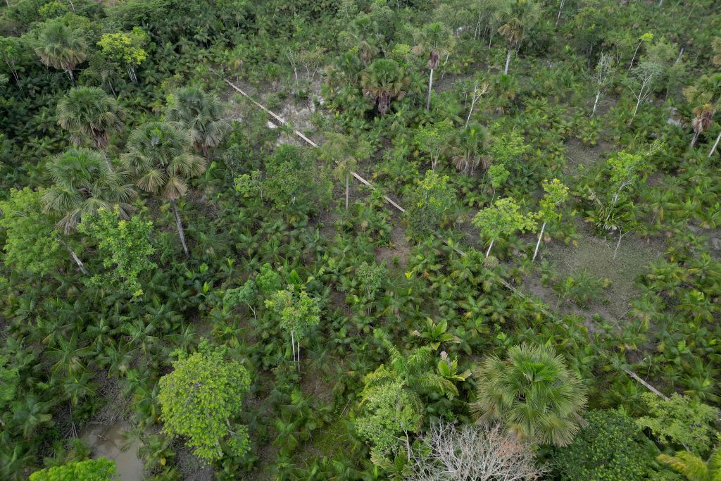 1.000 especies representan la mitad de los 800 mil millones de árboles de la Tierra en las selvas tropicales
