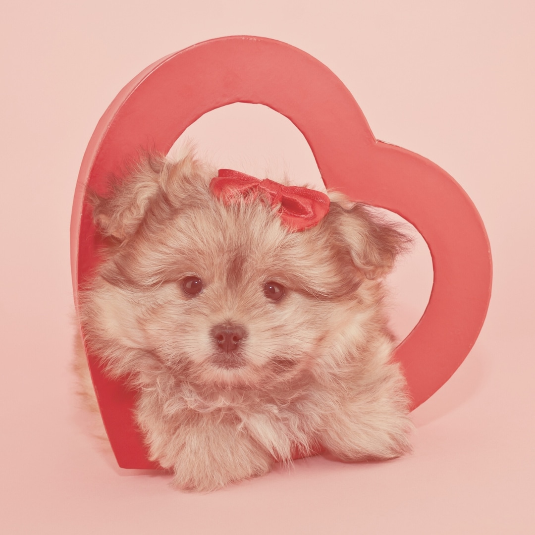 Regalos de San Valentín para que tus mascotas demuestren cuánto las admiras