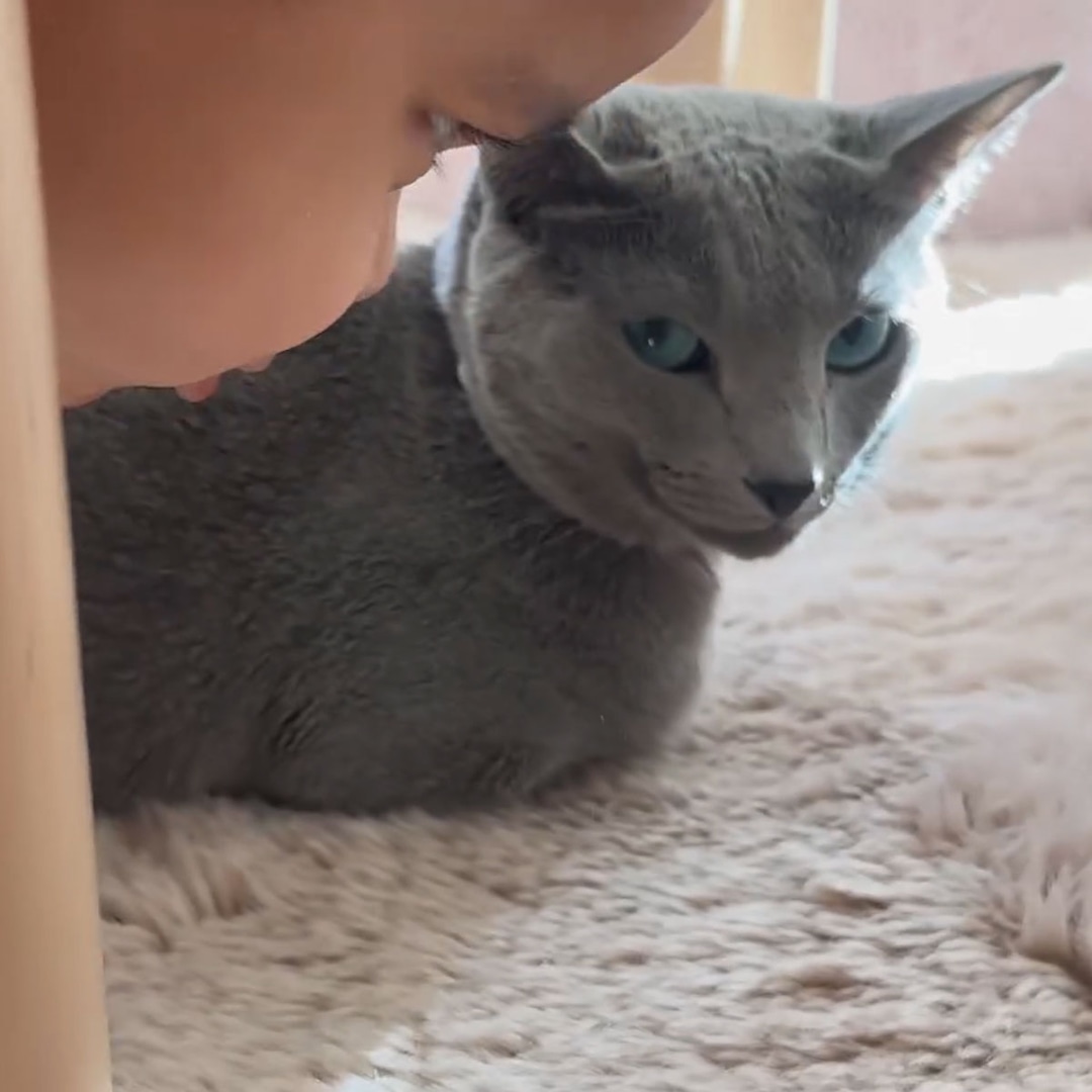 El hijo de Khloe Kardashian, Tatum, se une a su gato en un adorable video