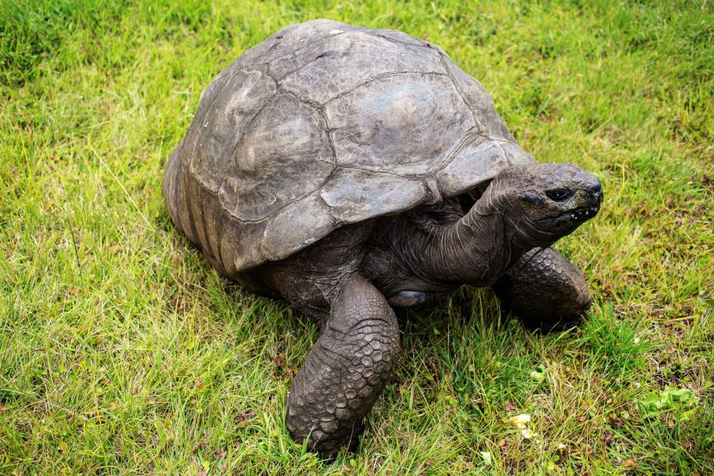 El animal más longevo: la esperanza de vida de una tortuga gigante te sorprenderá