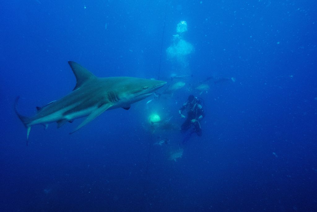 Hombre muere en Maui tras ataque de tiburón;  Mayor número de ataques observados en Hawái de octubre a diciembre