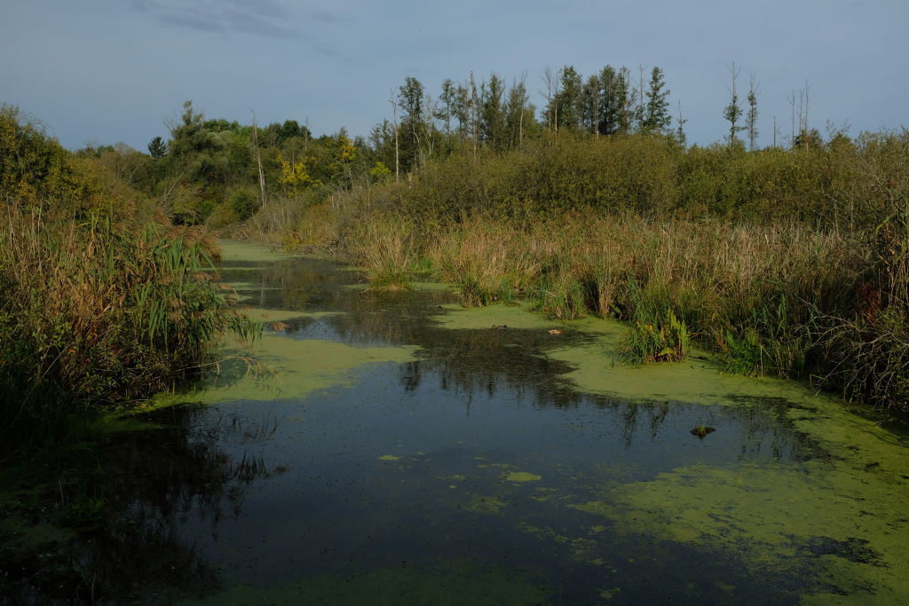 Tegeler Fliess Wetlands Nature Reserve.jpg