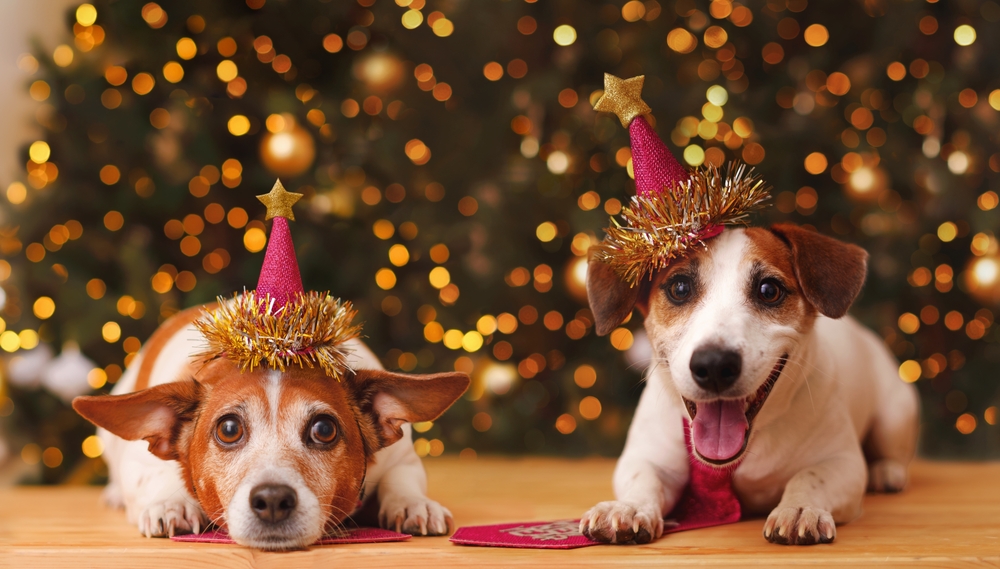 6 formas de mantener a tu perro libre de estrés durante las vacaciones