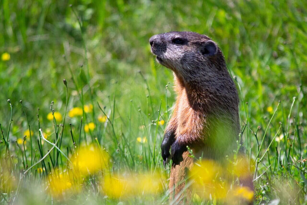 PETA ofrece intercambiar a Punxsutawney Phil Wiiiiith…