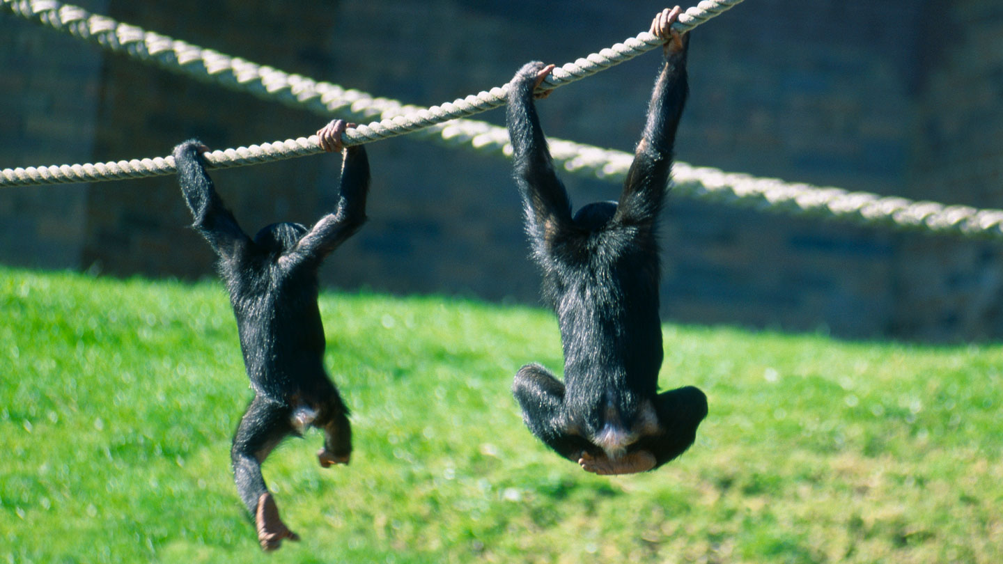 Un parásito genético puede explicar por qué los humanos y otros simios carecen de cola