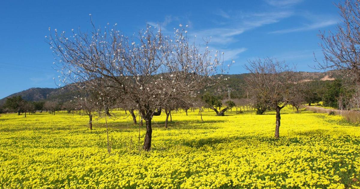 El tiempo en Mallorca para el martes 20 de febrero del 2024