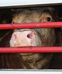 El apoyo al matadero proviene de un aliado improbable: PETA, con una advertencia