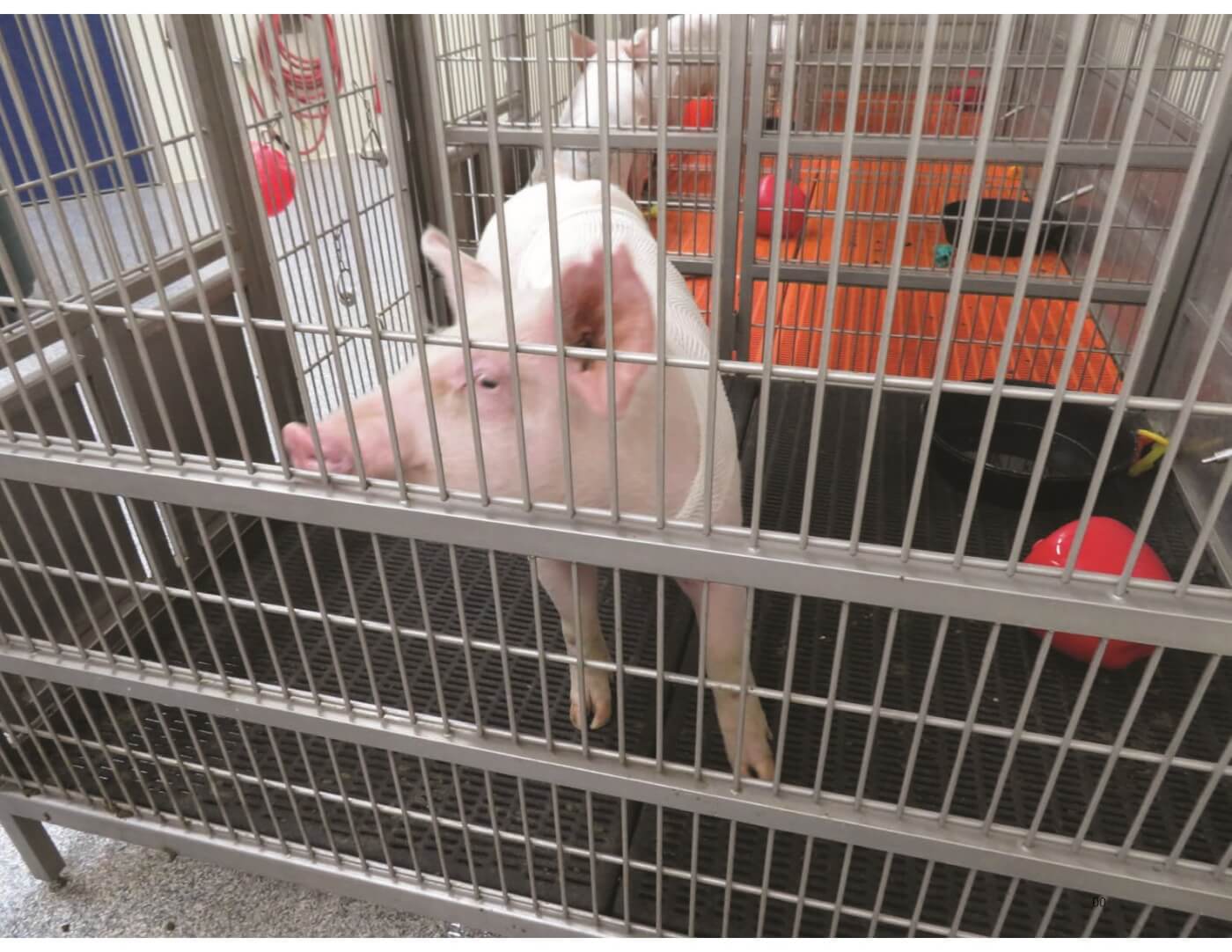 El USDA multa al laboratorio de Washington con 5.000 dólares por violaciones al bienestar animal