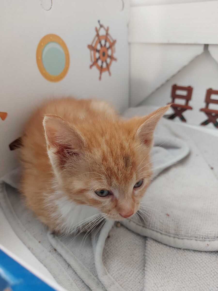 Llevar a casa a su gato recién adoptado: consejos para ayudarle en la transición