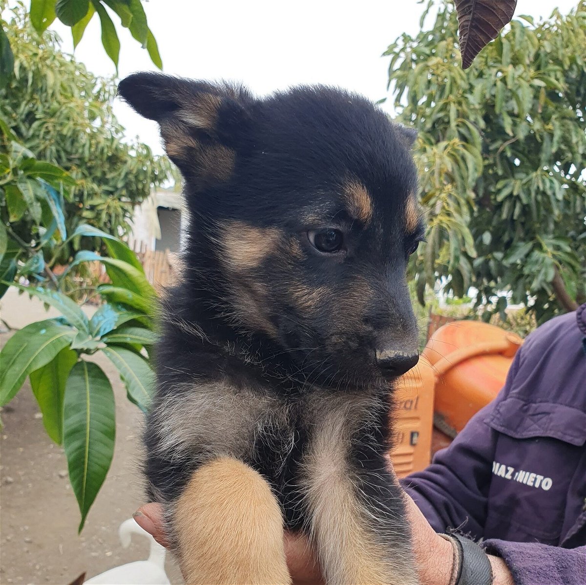 Transformando colas abandonadas en cuentos felices « Euro Weekly News