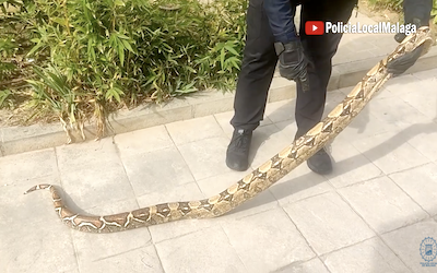 ¡Una serpiente en la hierba!