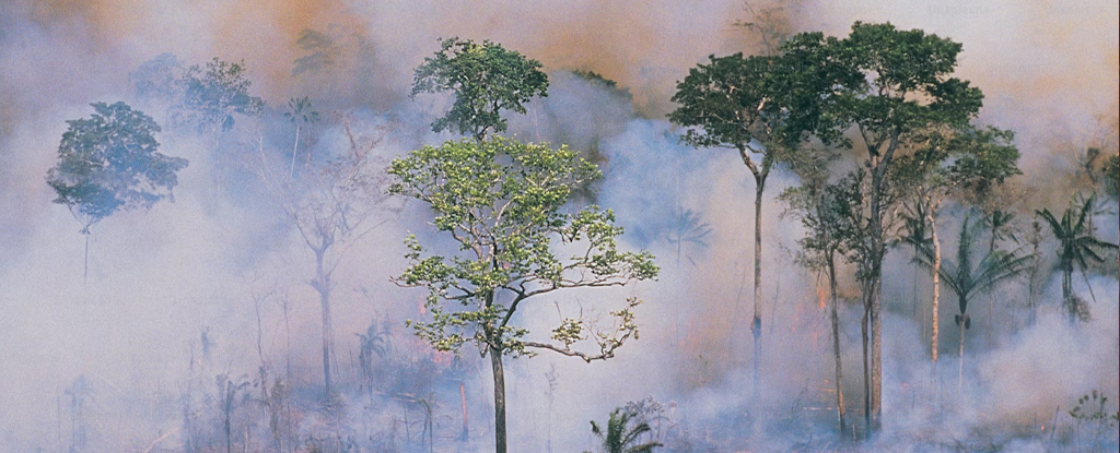 La selva amazónica se enfrenta a un drástico colapso a partir de 2050, advierten los científicos: ScienceAlert