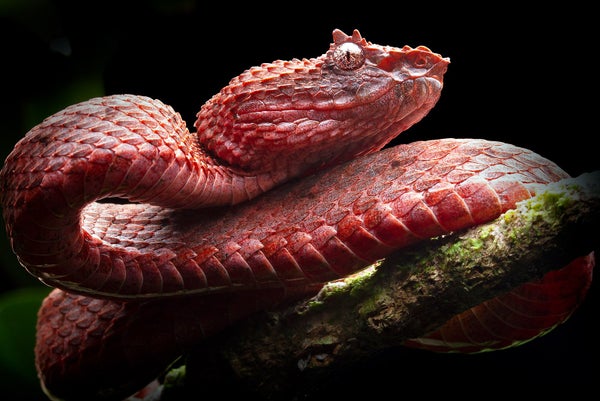 Un ‘Big Bang’ evolutivo explica por qué las serpientes presentan tantas variedades extrañas