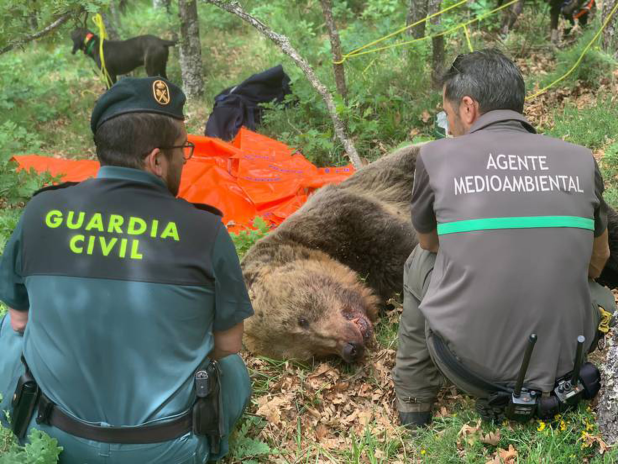 Oso hembra rescatada después de caer defendiéndose de un depredador macho ⋆ Metropolitano de Madrid