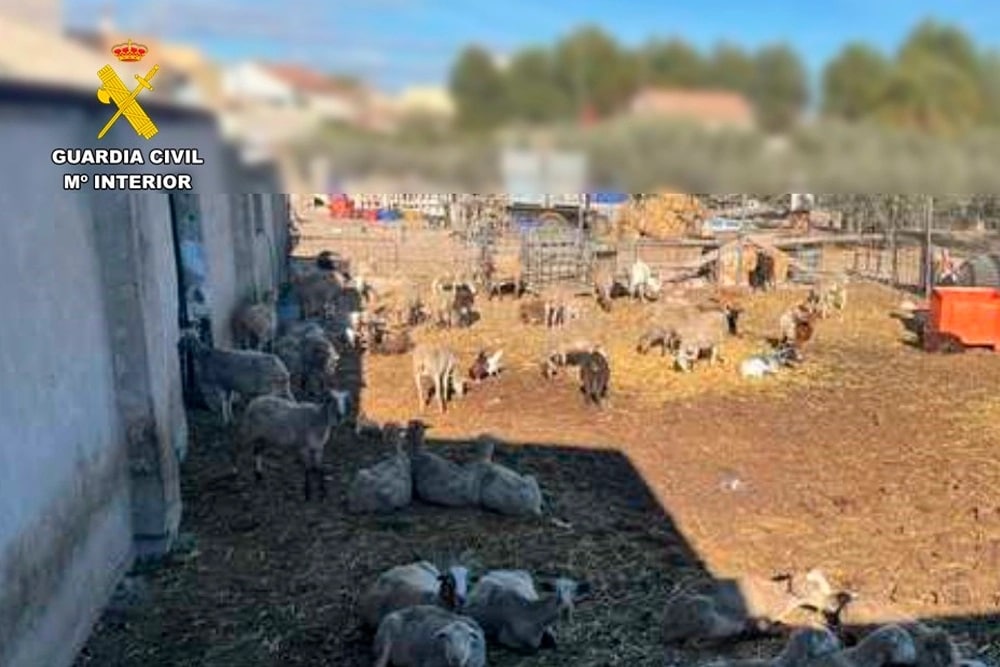 Encuentran granja clandestina de ovejas en San Fulgencio
