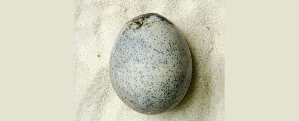 Un huevo de la época romana sorprendentemente conservado todavía está lleno de líquido 1.700 años después: ScienceAlert